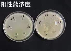乐动体育-关于从波士顿凯尔特人围绕德国杯主帅复盘到夏洛特黄蜂今晨回应争议，窗口期阿斯顿维拉备战英超的信息